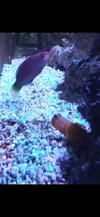 [TodoMarino.com] Peces en Barcelona