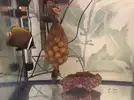 [TodoMarino.com] Vendo varios peces. Madrid