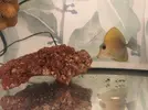 [TodoMarino.com] Vendo varios peces. Madrid