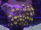 [TodoMarino.com] Zoas colonias grandes