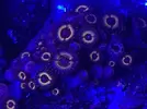 [TodoMarino.com] Zoas colonias grandes