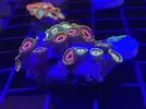 [TodoMarino.com] Zoas colonias grandes