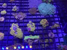 [TodoMarino.com] Zoas colonias grandes