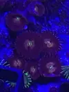 [TodoMarino.com] Zoas colonias grandes