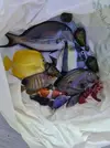 [TodoMarino.com] Mi primer marino.