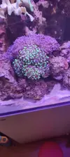 [TodoMarino.com] Venta de paquete CORAL + PECES + GAMBA
