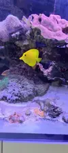 [TodoMarino.com] Venta de paquete CORAL + PECES + GAMBA