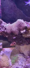 [TodoMarino.com] Venta de paquete CORAL + PECES + GAMBA