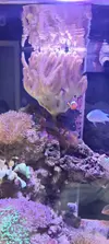 [TodoMarino.com] Venta de paquete CORAL + PECES + GAMBA