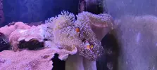 [TodoMarino.com] Venta de paquete CORAL + PECES + GAMBA