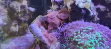 [TodoMarino.com] Venta de paquete CORAL + PECES + GAMBA