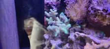 [TodoMarino.com] Venta de paquete CORAL + PECES + GAMBA
