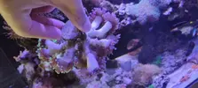 [TodoMarino.com] Venta de paquete CORAL + PECES + GAMBA