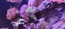 [TodoMarino.com] Venta de paquete CORAL + PECES + GAMBA
