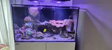 [TodoMarino.com] Venta de paquete CORAL + PECES + GAMBA