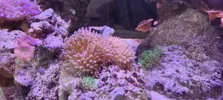 [TodoMarino.com] Venta de paquete CORAL + PECES + GAMBA