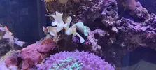 [TodoMarino.com] Venta de paquete CORAL + PECES + GAMBA