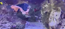 [TodoMarino.com] Venta de paquete CORAL + PECES + GAMBA