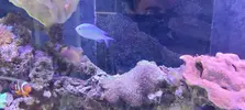 [TodoMarino.com] Venta de paquete CORAL + PECES + GAMBA
