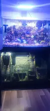 [TodoMarino.com] Venta acuario marino