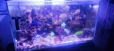 [TodoMarino.com] Venta acuario marino