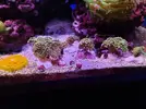 [TodoMarino.com] Euphyllia parancora gold