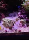 [TodoMarino.com] Euphyllia parancora gold