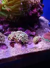 [TodoMarino.com] Euphyllia parancora gold