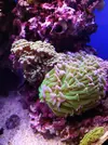 [TodoMarino.com] Euphyllia parancora gold