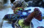 [TodoMarino.com] Splendidus herido