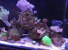 [TodoMarino.com] fotos de mi acuario marino