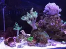 [TodoMarino.com] fotos de mi acuario marino