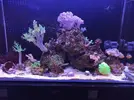 [TodoMarino.com] fotos de mi acuario marino