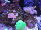 [TodoMarino.com] fotos de mi acuario marino