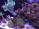 [TodoMarino.com] fotos de mi acuario marino