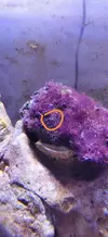 [TodoMarino.com] Duda sobre especie Mediterránea