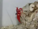 [TodoMarino.com] Hay de todoo!!!! Corales, pezes, invertebrados, de todoo!!!