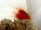 [TodoMarino.com] Hay de todoo!!!! Corales, pezes, invertebrados, de todoo!!!