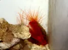 [TodoMarino.com] Hay de todoo!!!! Corales, pezes, invertebrados, de todoo!!!