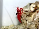 [TodoMarino.com] Hay de todoo!!!! Corales, pezes, invertebrados, de todoo!!!
