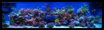 [TodoMarino.com] Mi nuevo shikitito reef 720 litros