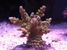 [TodoMarino.com] Espero sea mi próximo reef.