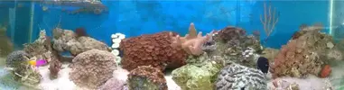 [TodoMarino.com] MEMITOS REEF   300 lts