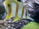 [TodoMarino.com] ¿Tu pez favorito del acuario?