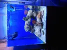 [TodoMarino.com] Abelita´s reef