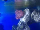 [TodoMarino.com] Abelita´s reef
