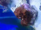 [TodoMarino.com] Abelita´s reef