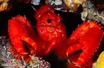 [TodoMarino.com] Canarias Submarina!!