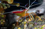 [TodoMarino.com] Canarias Submarina 2!!
