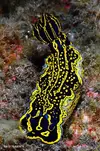 [TodoMarino.com] Canarias Submarina 2!!